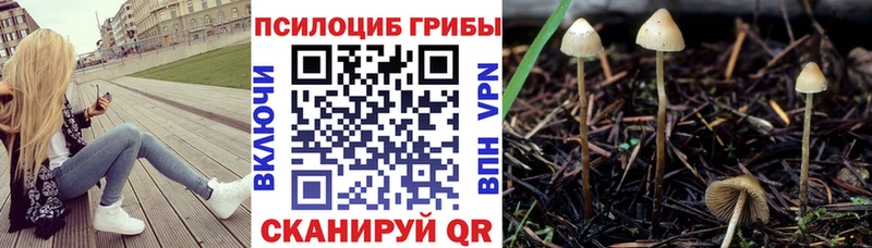 Псилоцибиновые грибы прущие грибы  наркотики  Стародуб 
